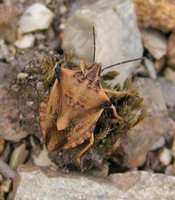 Carpocoris mediterraneus
