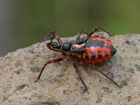 Rhynocoris iracundus