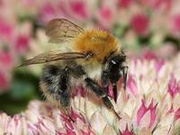 Bombus pascuorum - Common Carder-bee