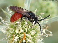 Sphecodes albilabris
