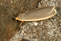 Eilema lurideola - Common Footman