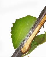 Satyrium pruni - Black Hairstreak