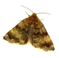 Panemeria tenebrata - Small Yellow Underwing