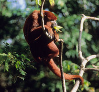 Red howler (Alouatta seniculus)