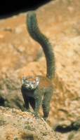 Crowned lemur (Eulemur coronatus)