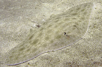 Gymnura marmorata, California butterfly ray: fisheries