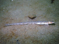 Lumpenus sagitta, Snake prickleback: fisheries