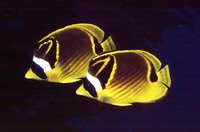 Chaetodon lunula, Raccoon butterflyfish: fisheries, aquarium