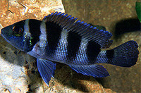 Neolamprologus tretocephalus, : aquarium