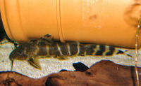 Synodontis brichardi, :