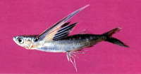 Cheilopogon abei, :