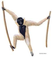 Image of: Hylobates pileatus (pileated gibbon)