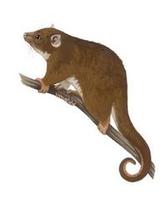 Image of: Pseudochirulus mayeri (pygmy ringtail)