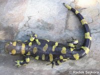 Ambystoma mavortium - Western Tiger Salamander