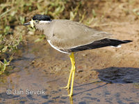 Vanellus malabaricus - Yellow-wattled Lapwing