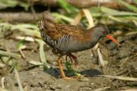 Rallus aquaticus - Water Rail