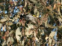 Phylidonyris novaehollandiae - New Holland Honeyeater