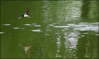 Hirundo rustica - Barn Swallow