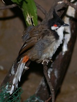 Pycnonotus jocosus - Red-whiskered Bulbul