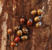 Image of: Harmonia axyridis