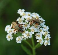 Image of: Macrodactylus subspinosus (rose chafer)