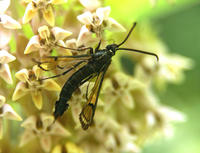 Image of: Sesiidae (clear-winged moths)