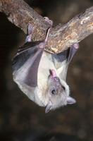 Rousettus aegyptiacus - Egyptian Fruit Bat