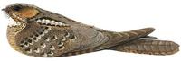 Image of: Caprimulgus macrurus (large-tailed nightjar)