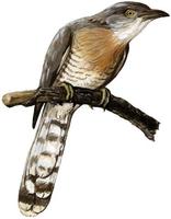 Image of: Cuculus varius (common hawk-cuckoo)