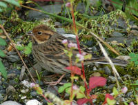 Image of: Emberiza pusilla (little bunting)