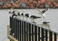 Image of: Larus dominicanus (kelp gull)