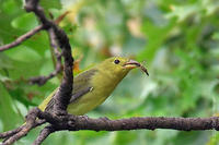 Image of: Piranga olivacea (scarlet tanager)