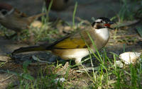 Image of: Pycnonotus sinensis (light-vented bulbul)