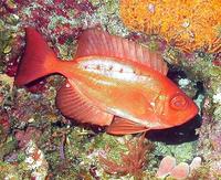 Priacanthus arenatus - Bigeye