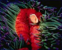 Image of: Amphiprion perideraion (false skunkstriped anemonefish), Heteractis magnifica