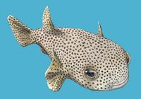 Image of: Diodon hystrix (porcupinefish)