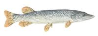 Image of: Esox lucius (northern pike)