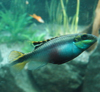 Pelvicachromis pulcher - Common Krib