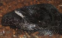 Image of: Elaphe obsoleta (rat snake)