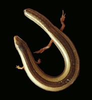 Chalcides bedriagai