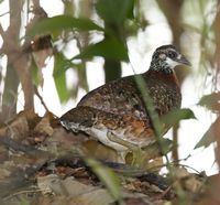 Chestnut-necklaced Partridge - Arborophila charltonii