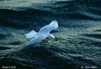 Ross's Gull - Rhodostethia rosea