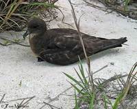 Herald Petrel - Pterodroma heraldica