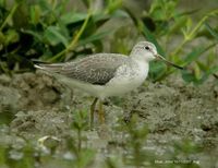 Nordmann's Greenshank - Tringa guttifer