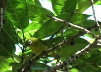 Golden-green White-eye - Zosterops nigrorum