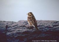 Rustic Bunting - Emberiza rustica