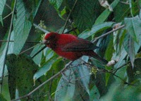 Scarlet Finch - Haematospiza sipahi