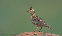 Sykes's Lark - Galerida deva