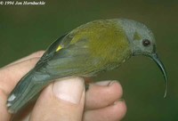 Grey-hooded Sunbird - Aethopyga primigenia