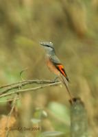 Rosy Minivet - Pericrocotus roseus